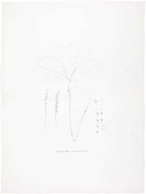 [Полный комплект]. Маак Р. Путешествие на Амур, совершенное по распоряжению Сибирского отдела Императорского Русского географического общества, в 1855 году, Р. Мааком. Один том, с портретом графа Муравьева-Амурского и с отдельным собранием рисунков, карт и планов. СПб., 1859.